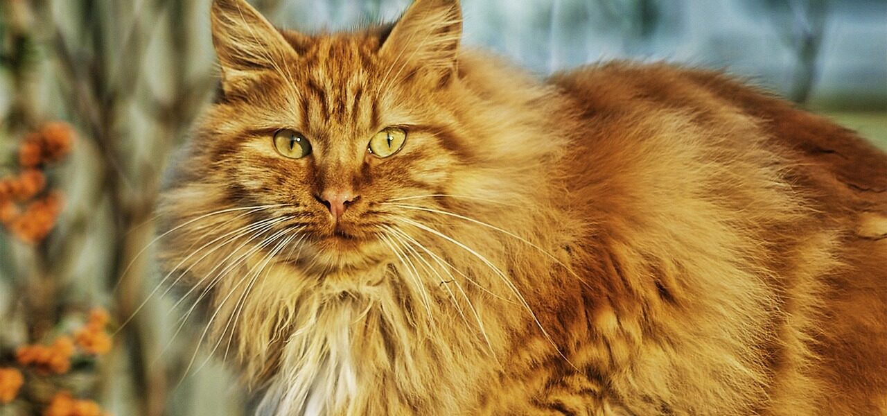 Gatos mais peludos