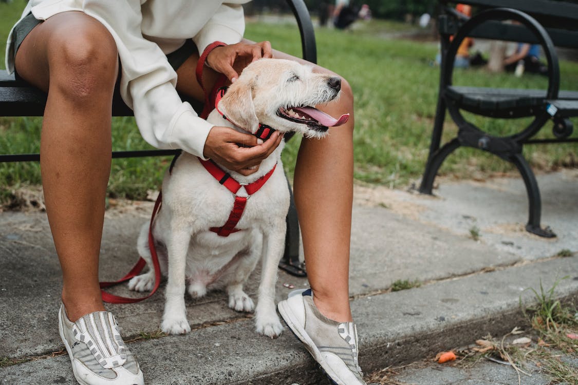 CÃES QUE LATEM NO PASSEIO
