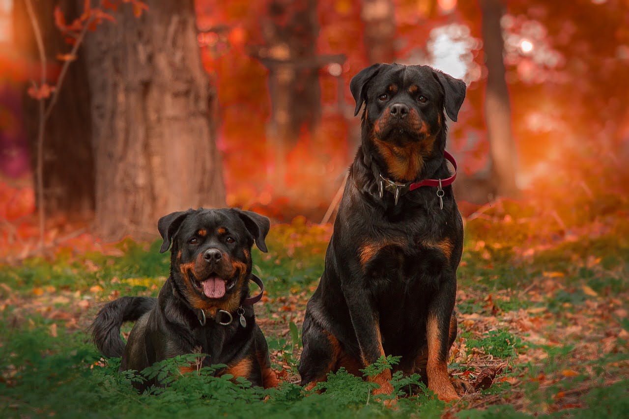 Raça Rottweiler