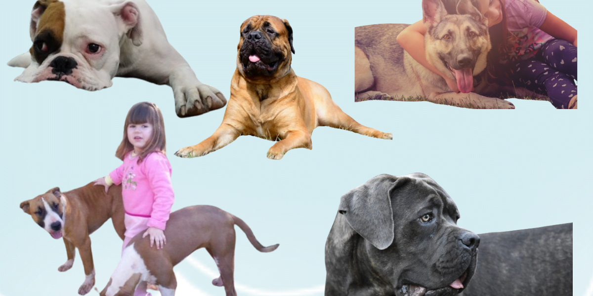 Cão de Guarda