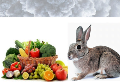 Alimentação do Coelho