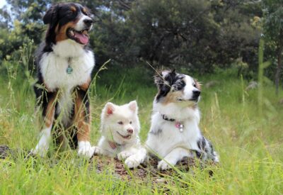 Pedigree é Importante