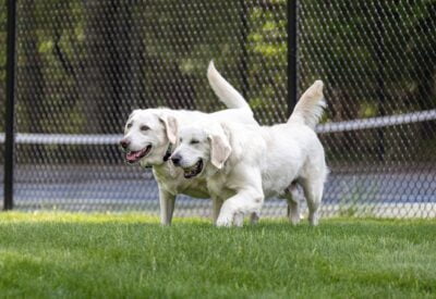 Golden Retrievers