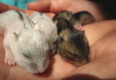 Filhotes de Hamster
