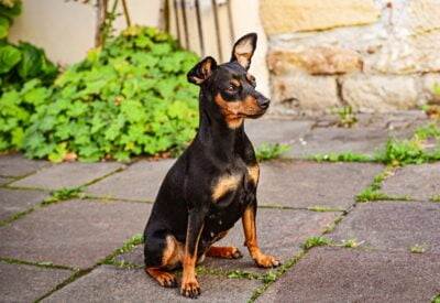 Raça Pinscher