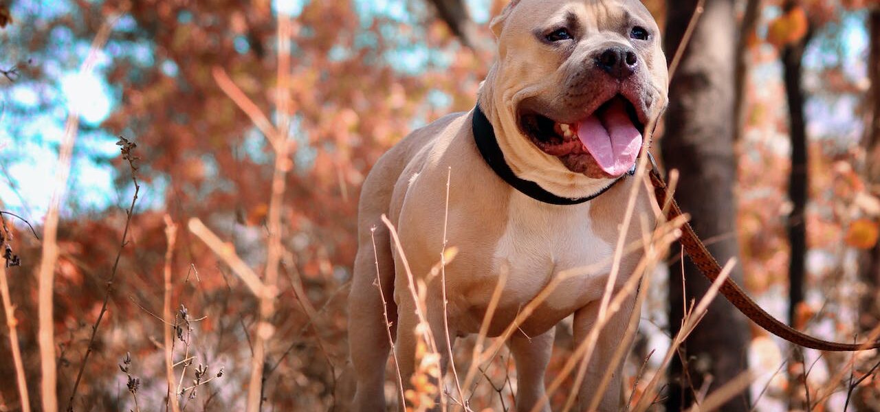 Origem Do Cachorro Pitbull E História Da Raça