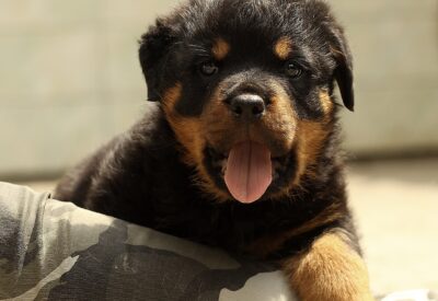 Adotar um Cão Rottweiler