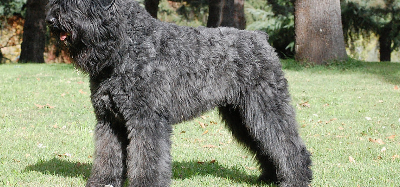 Cão Bouvier de Flandres