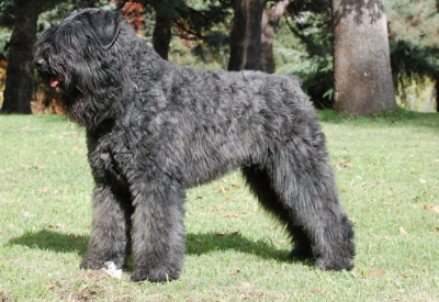Cão Bouvier de Flandres