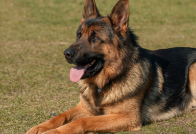 Raça Pastor alemão