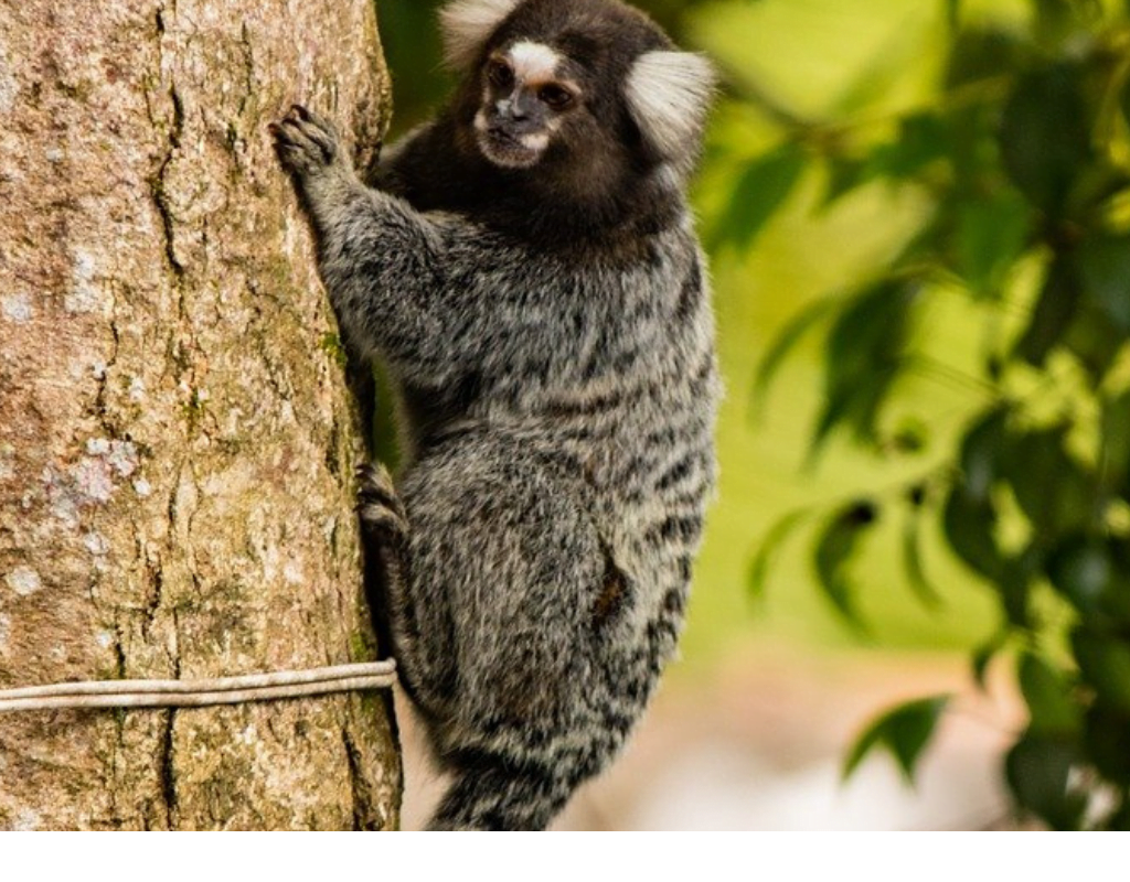 Sagui como mascote