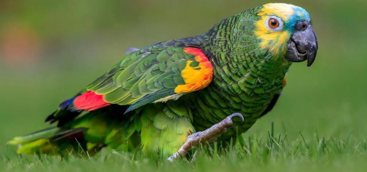 Os verdadeiros papagaios, cientificamente conhecidos como Amazona aestiva, são membros encantadores da família dos papagaios que fascinam com sua inteligência, beleza e personalidade encantadora. Nativas das exuberantes florestas tropicais e ambientes semelhantes da América do Sul