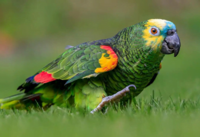 Os verdadeiros papagaios, cientificamente conhecidos como Amazona aestiva, são membros encantadores da família dos papagaios que fascinam com sua inteligência, beleza e personalidade encantadora. Nativas das exuberantes florestas tropicais e ambientes semelhantes da América do Sul