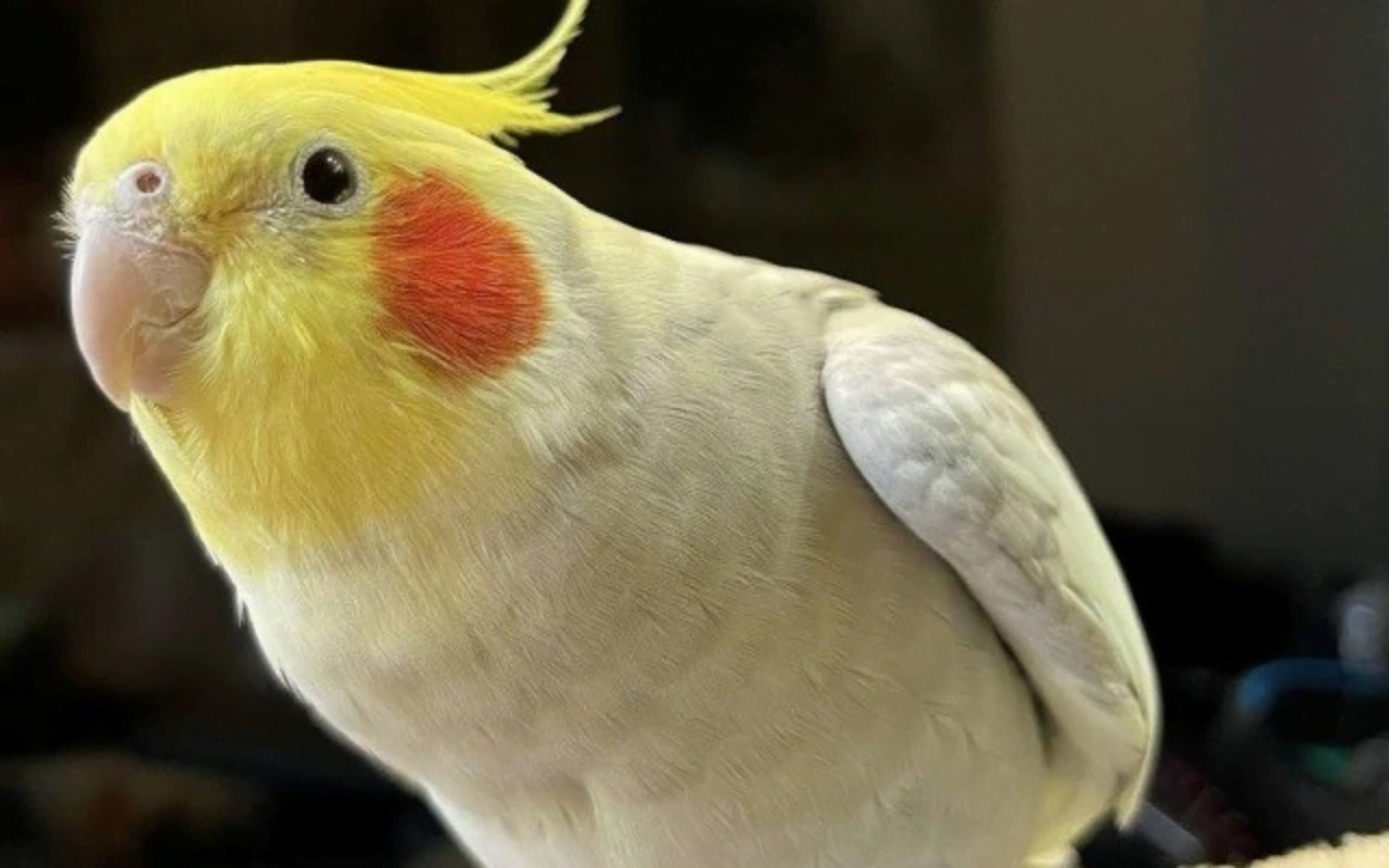 Calopsita Lutino Beleza Radiante do Sol Amarelo em Forma de Ave - Meus ...