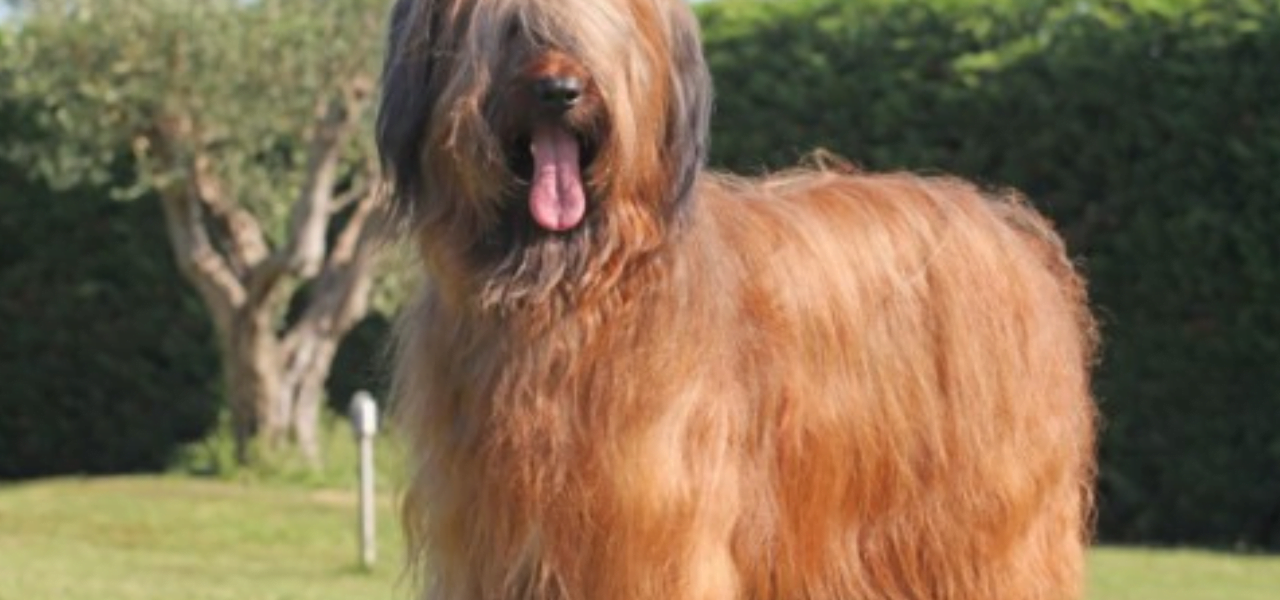 Conheça o Cão Pastor Briard. Ao longo da história, o Briard desempenhou diversas funções além do pastoreio.