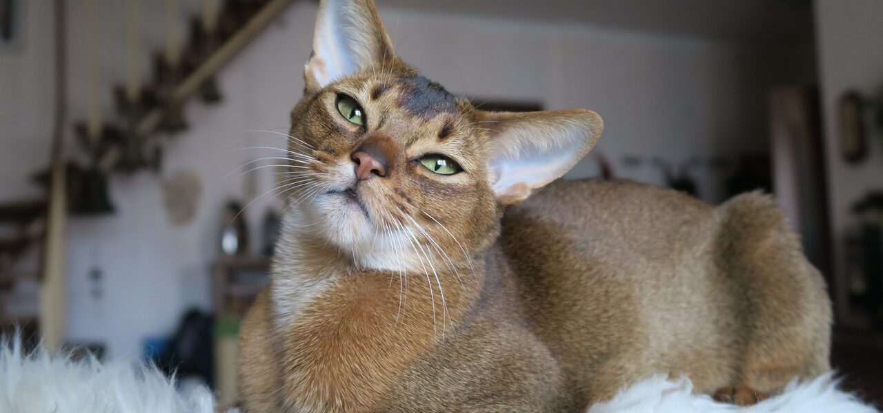 Raça de Gatos Abissínio. Em um mundo dominado pela fascinação felina, o Abissínio se destaca como um enigma de beleza exótica e personalidade vibrante.