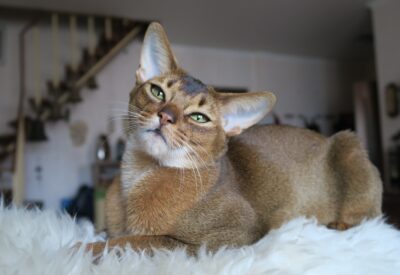 Raça de Gatos Abissínio. Em um mundo dominado pela fascinação felina, o Abissínio se destaca como um enigma de beleza exótica e personalidade vibrante.