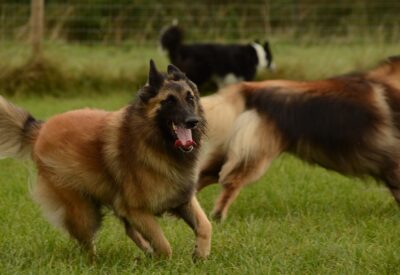 Cão Pastor Belga Suas Diferentes Variedades e Habilidades