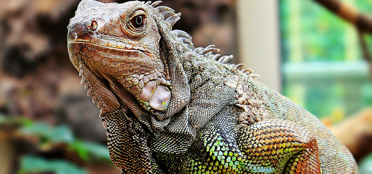 Iguana, você gostaria de ter uma?