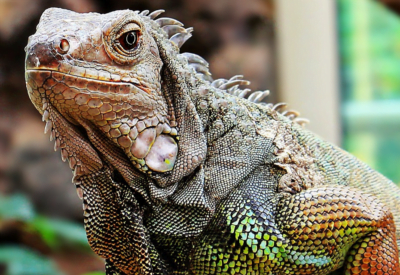 Iguana, você gostaria de ter uma?