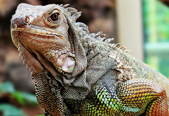 Iguana, você gostaria de ter uma?