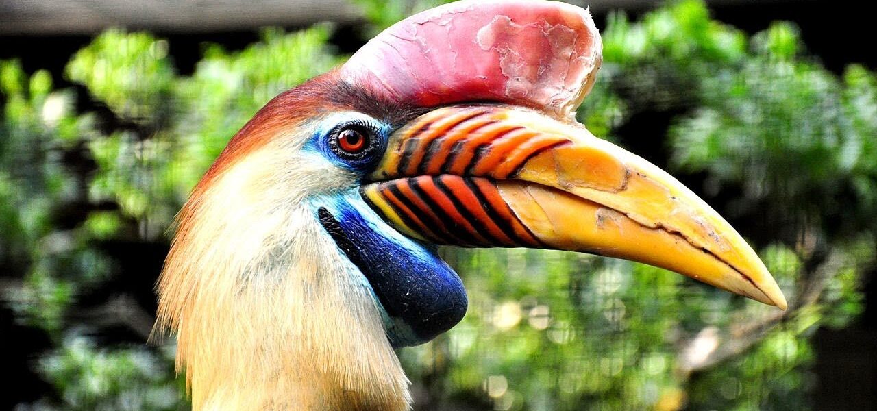 Animal Exótico