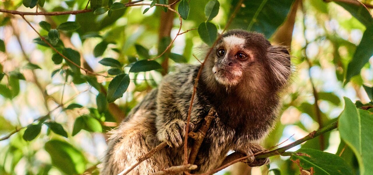 Sagui Como Mascote