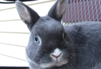 Coelho Anão Holandês Tudo o Que Você Precisa Saber Sobre Ele