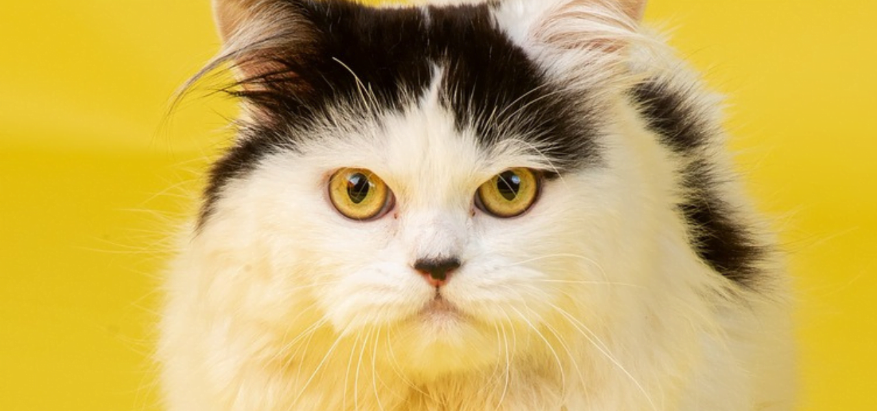 Gato Persa. Os Persas foram amplamente criados e refinados na Europa, especialmente na Grã-Bretanha,