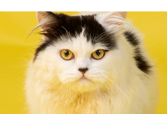 Gato Persa. Os Persas foram amplamente criados e refinados na Europa, especialmente na Grã-Bretanha,