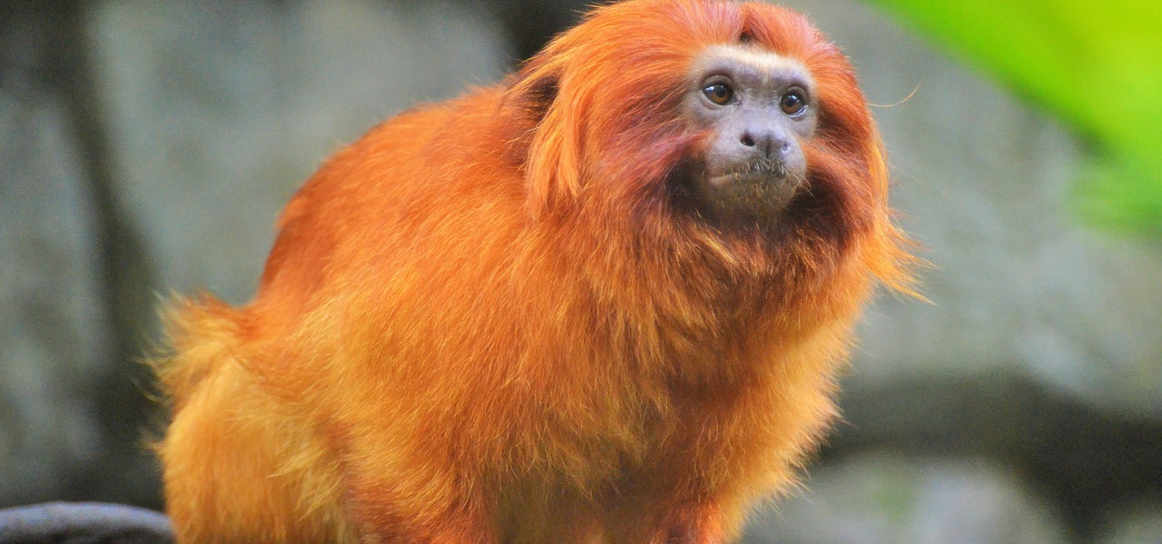 Curiosidades Sobre o Macaco Mico-Leão-Dourado