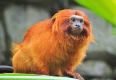 Curiosidades Sobre o Macaco Mico-Leão-Dourado