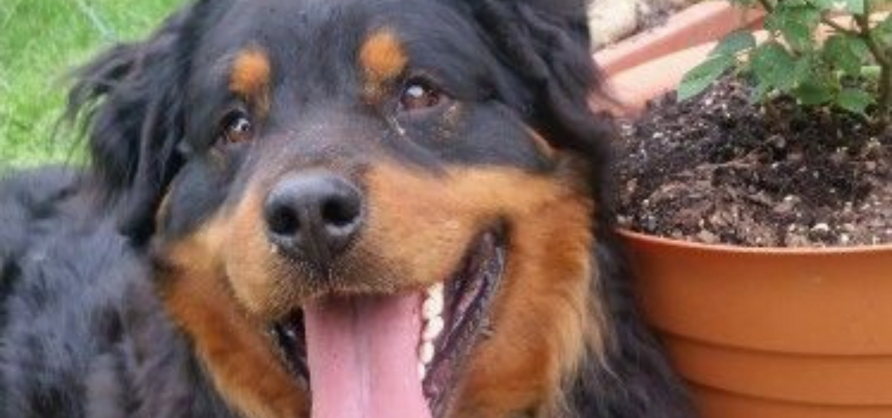Rottweiler de Pelos Longos e o Seu charme de Todos os Dias