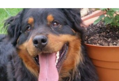 Rottweiler de Pelos Longos e o Seu charme de Todos os Dias