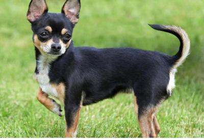 Cão Chihuahua e sua Ascensão Como Cão Familiar