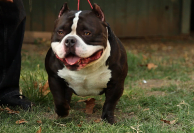 Micro Bully Descubra o Mundo Fascinante Dessa Raça Única