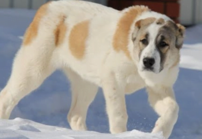 Cão Alabai Conheça Uma das Raças Mais Antigas e Poderosas