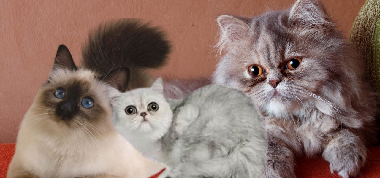 Hoje vamos falar sobre os gatos persas, exóticos e himalaios. Essas três raças estão interligadas e possuem características únicas.
