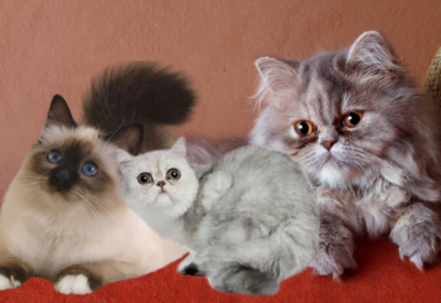 Hoje vamos falar sobre os gatos persas, exóticos e himalaios. Essas três raças estão interligadas e possuem características únicas.