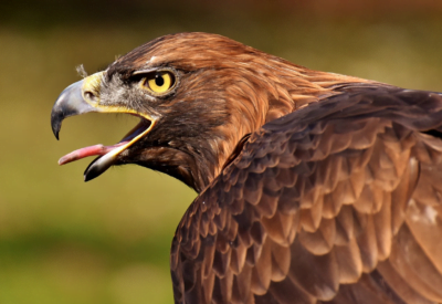 Ave de rapina cuidado e manejo