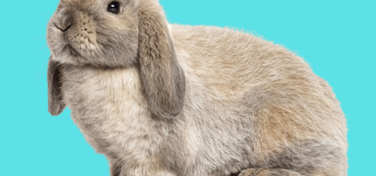 Seja muito bem-vindo de volta ao nosso blog! Neste artigo, vamos falar sobre uma raça de coelho muito interessante: o coelho da orelha caída, conhecido como Mini Lop