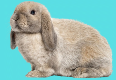 Seja muito bem-vindo de volta ao nosso blog! Neste artigo, vamos falar sobre uma raça de coelho muito interessante: o coelho da orelha caída, conhecido como Mini Lop