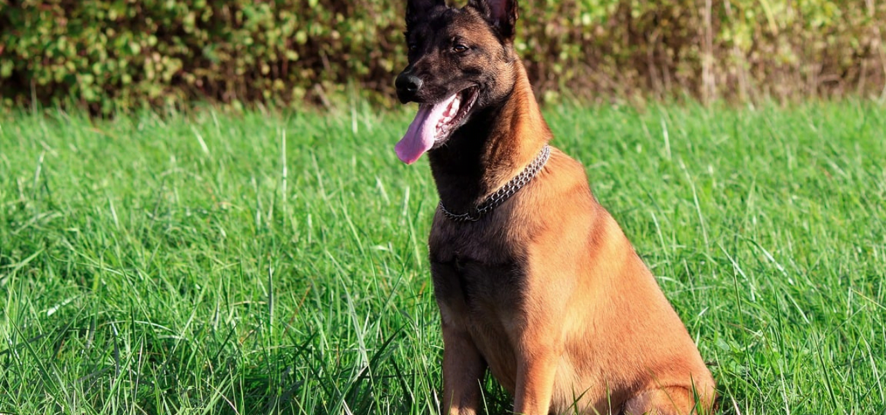 Pastor Belga Malinoá. O Pastor Belga Malinois é uma raça de cão que tem conquistado cada vez mais admiradores ao redor do mundo.