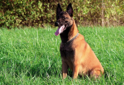 Pastor Belga Malinoá. O Pastor Belga Malinois é uma raça de cão que tem conquistado cada vez mais admiradores ao redor do mundo.