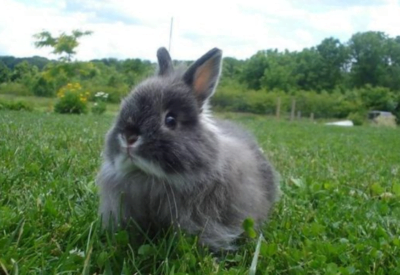 Coelho Anão Jersey Wooly. Esses Coelhos anões são uma das raças mais populares e adoráveis do mundo.