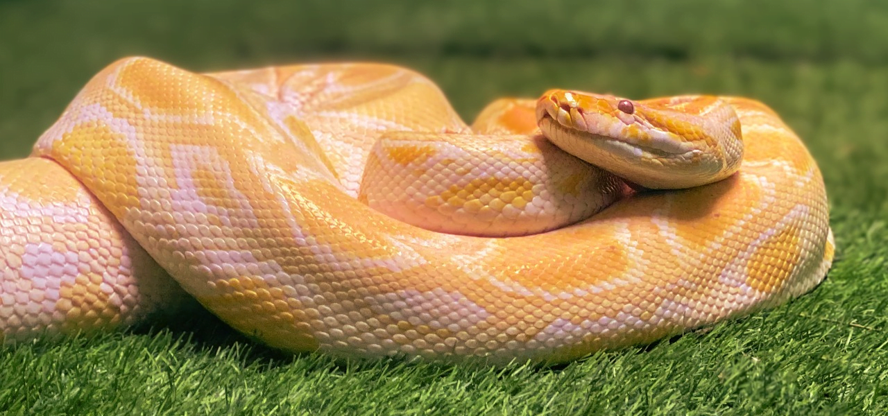 Cobras de Estimação, no mundo dos animais de estimação, as cobras têm ganhado a cada dia mais espaço. Embora possam parecer intimidadoras à primeira vista,