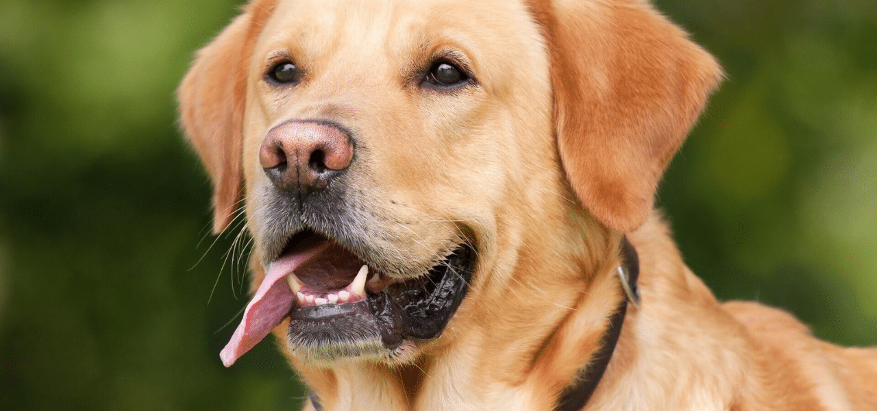 Labrador - Descubra Tudo Sobre a Raça