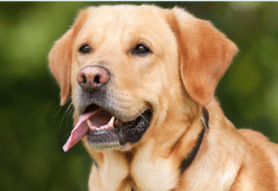 Labrador - Descubra Tudo Sobre a Raça