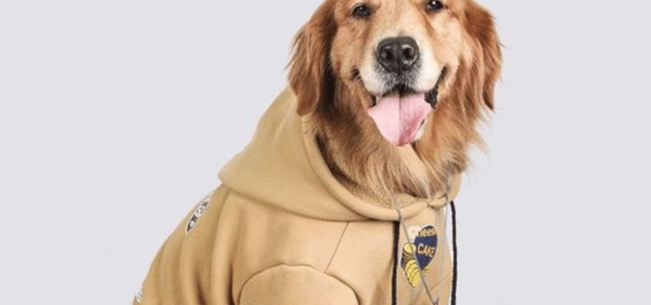 Roupinha de cachorro: Dicas para escolher o melhor modelo