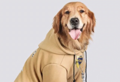 Roupinha de cachorro: Dicas para escolher o melhor modelo